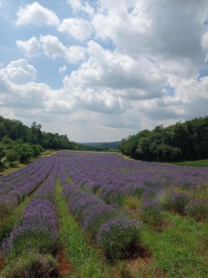 Alloggio La Perla, Quiete Ed Eleganza Con Vista Barbarano Vicentino Exteriör bild